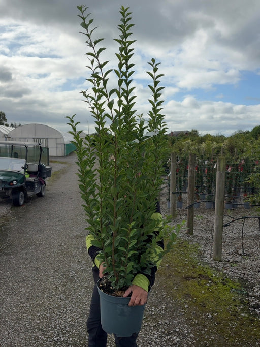 Green Privet 10 Litre 100-125cm