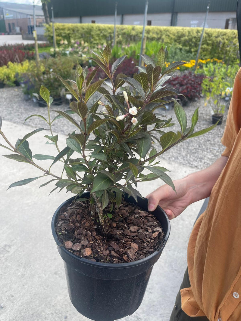 Weigela Florida Black & White 3 Litre Pot