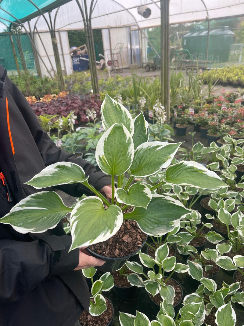 Hosta Patriot 3 Litre Pot