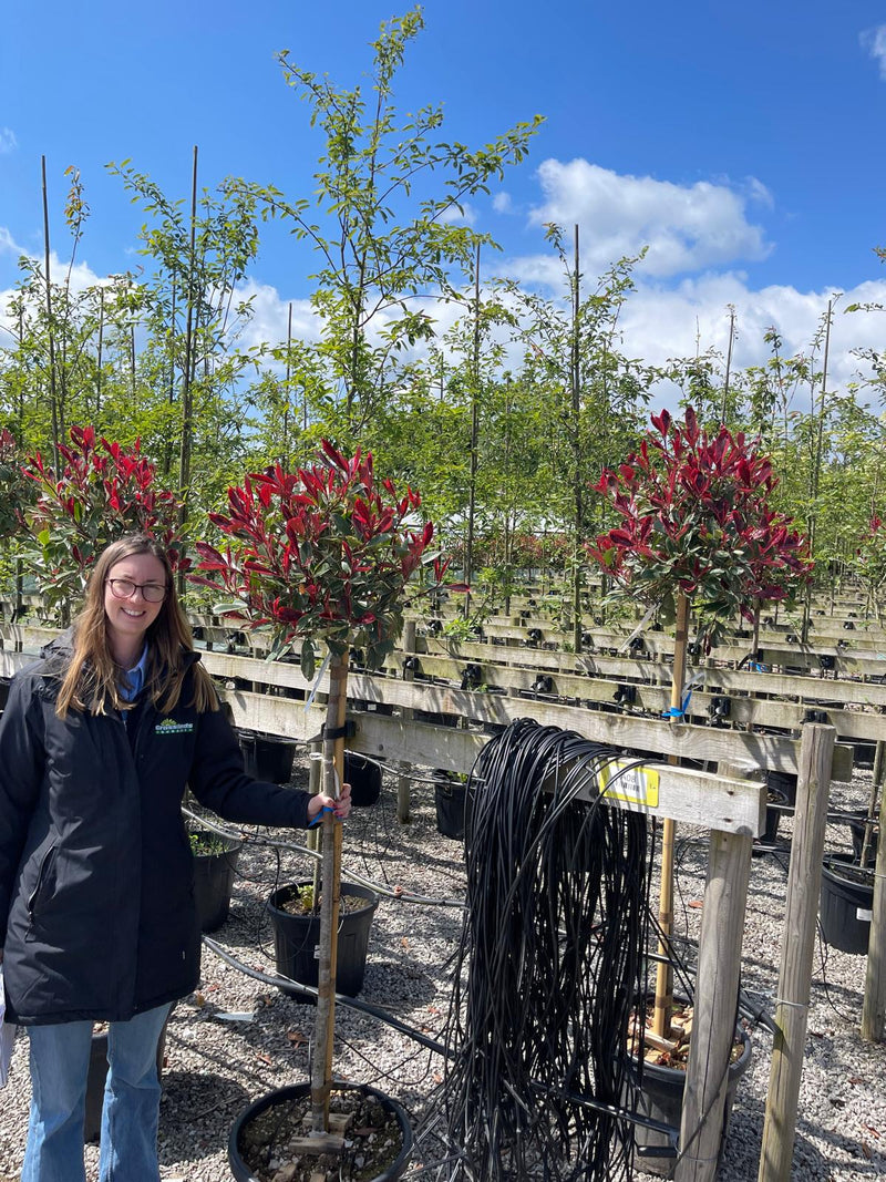 Photinia x fraseri Pink Marble Half Standard 35 Litre Pot