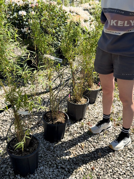 Fargesia Angustissima 9 Litre Pot