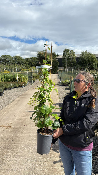 Parthenocissuss tric. Robusta  4 Litre Pot