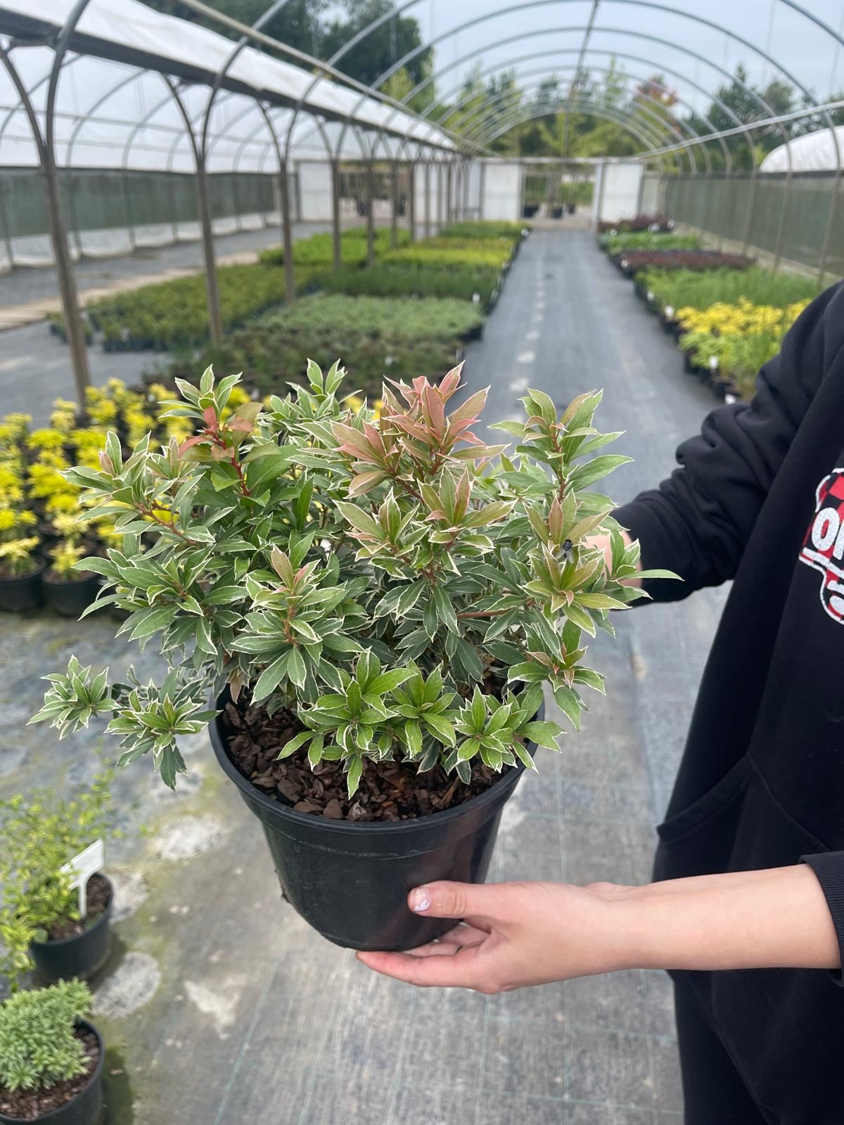 Pieris Little Heath Variegata 2 Litre Pot