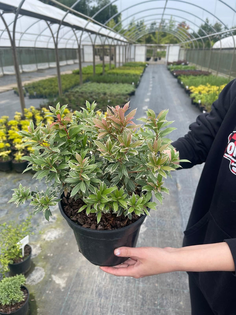 Pieris Little Heath Variegata 2 Litre Pot