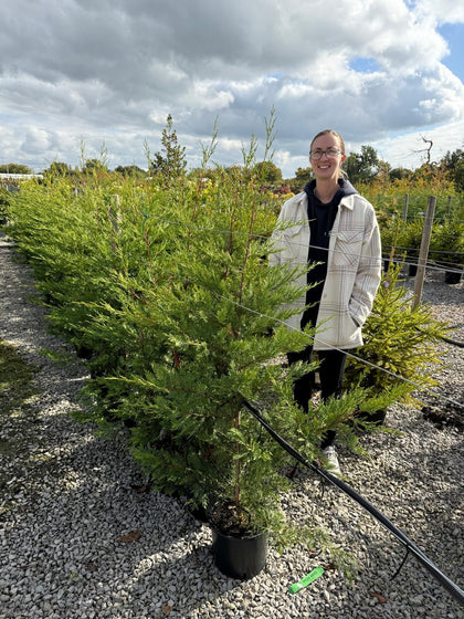 Green Leylandii Hedging 7.5 Litre Pot 140cm+