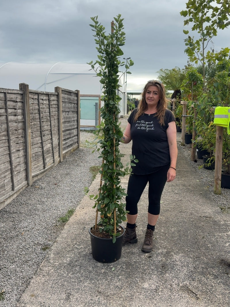 Ceanothus Arboreus Trewithen Blue 20 Litre Pot 175/200cm Tall