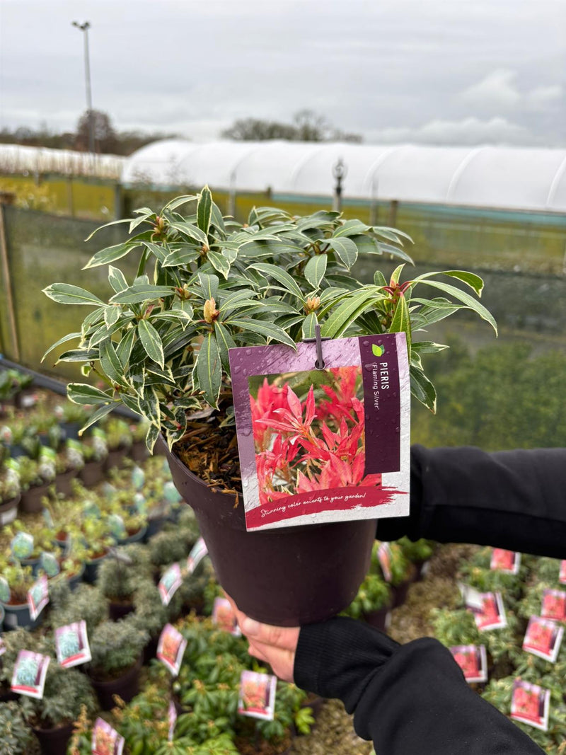 Pieris japonica Flaming Silver 2 Litre Pot