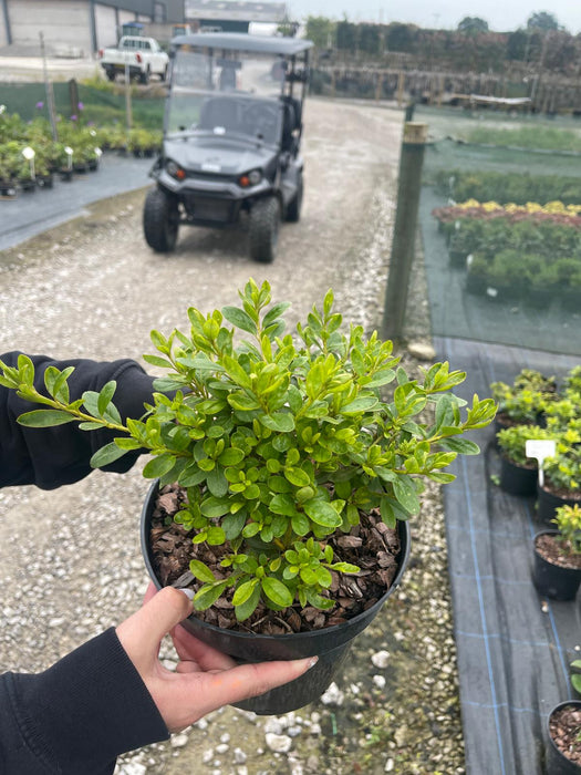 Azalea japonica Pleasant White 3 Litre Pot