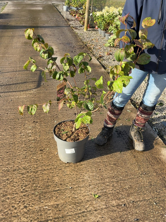 Cornus Kousa Satomi 12 Litre Pot 60-80cm Tall