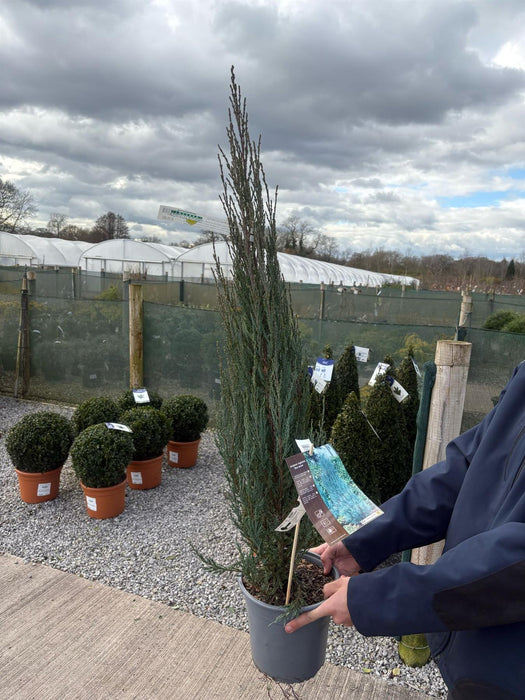 Juniperus Blue Arrow 4.5 Litre Pot