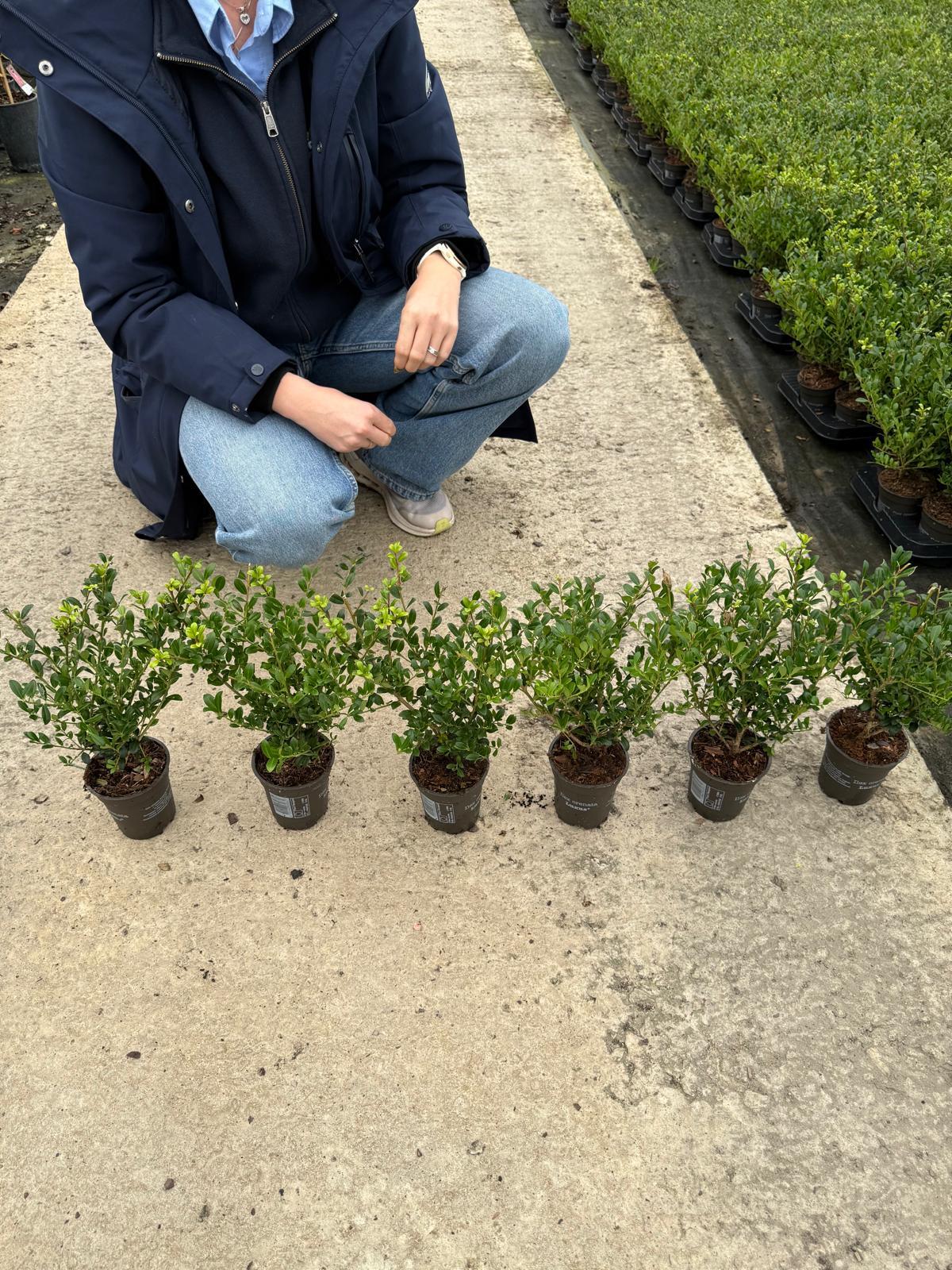 Ilex Crenata Hedging Pot 9cm 15/20cm