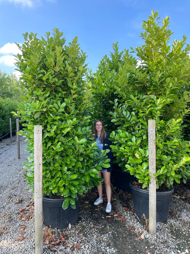 Cherry Laurel Hedging Super Size 260/270 110 Litre Pot