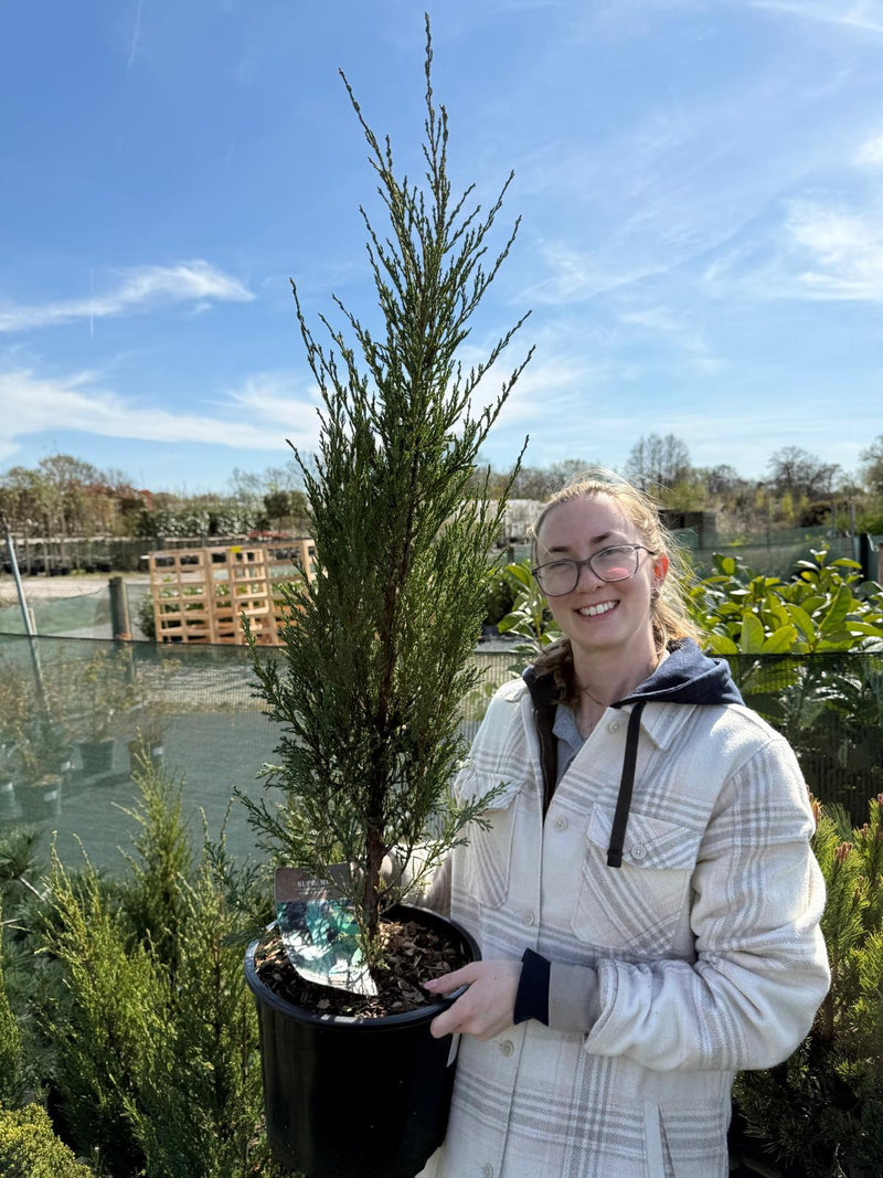 Juniperus Blue Arrow 7.5 Litre Pot 90-100cm