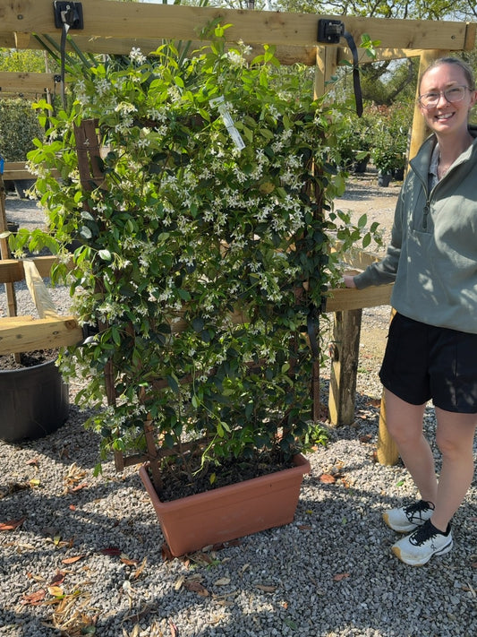 Trachelospermum Jasminoides Pleached Wall Frame 120cm H x 70cm W