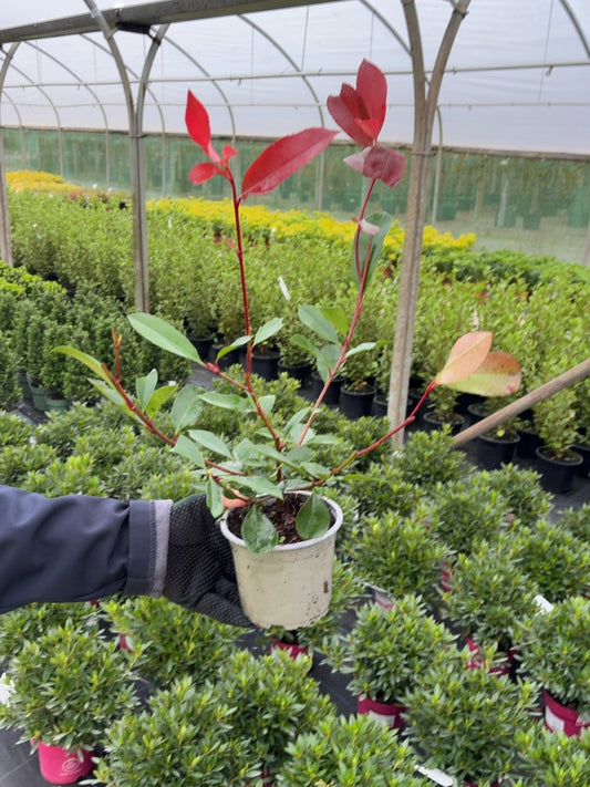 Photinia Red Robin 12cm Pot