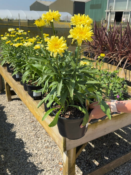 Leucanthemum Goldfinch 3 Litre Pot