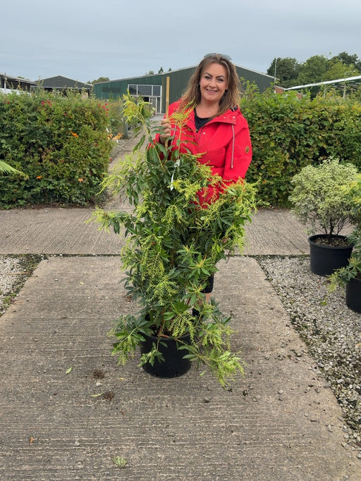 Pieris Japonica Forest Flame 20 Litre Pot 80/100cm Tall