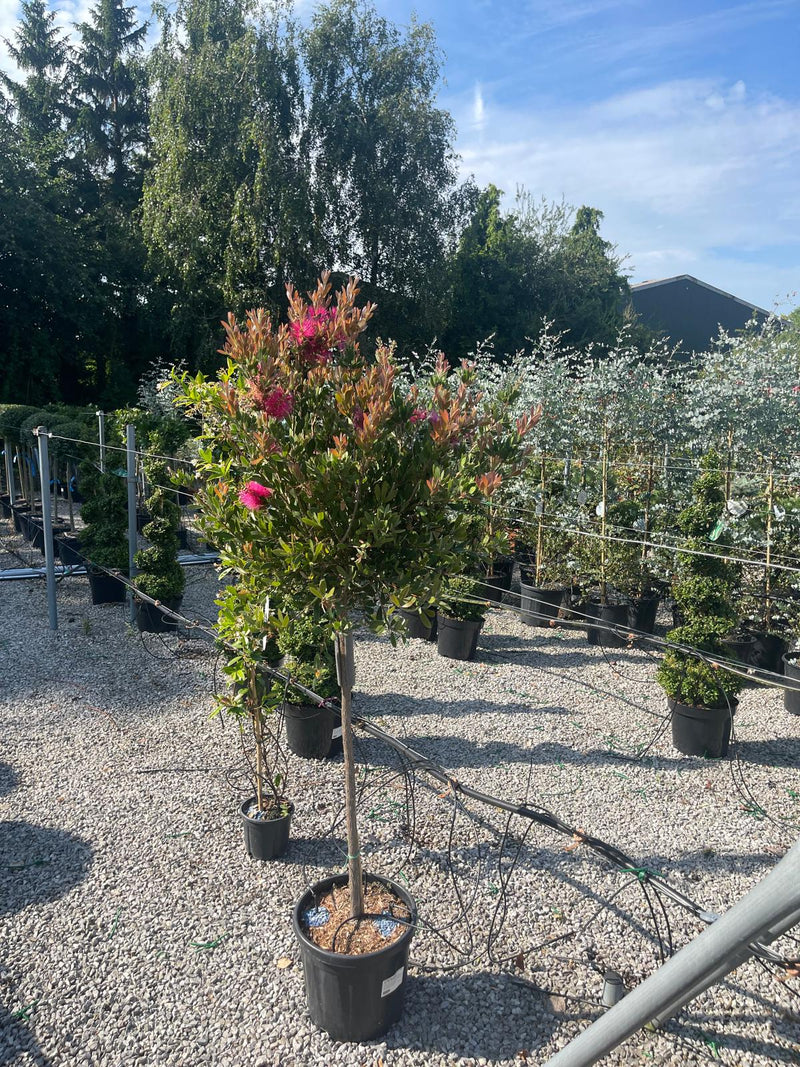 Callistemon Viminalis Hot Pink Half Standard