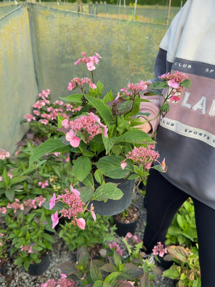 Hydrangea serrata 'Magic Pillow' - Mountain Hydrangea 3 Litre Pot