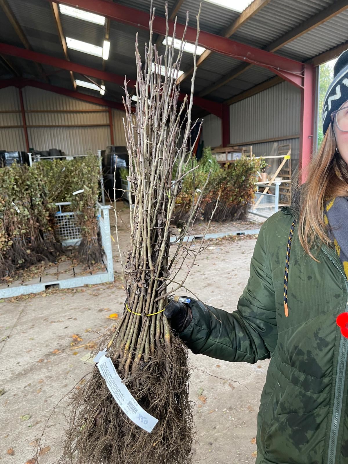 Field Maple Hedging Bare Root 40/60 cm Delivery from November