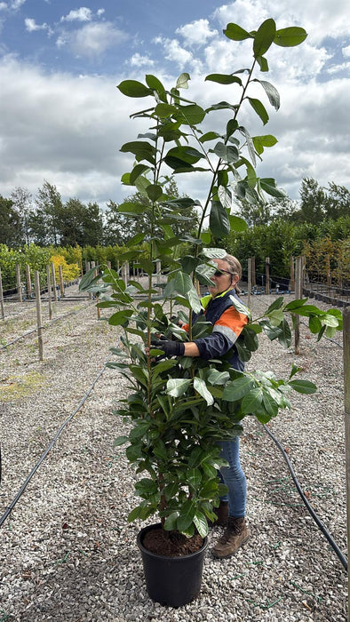 Laurel Hedging, Cherry Laurel 20 Litre Pot 190/210cm