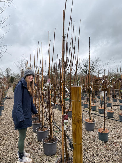 Acer Platanoides Crimson Sentry 15 Litre Pot