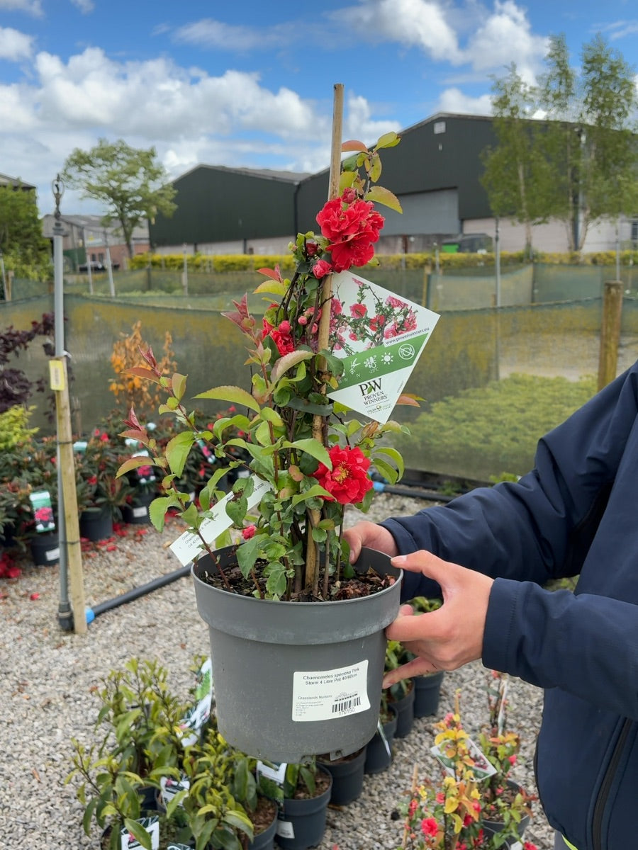 Chaenomeles speciosa Pink Storm 4 Litre Pot 40/60cm
