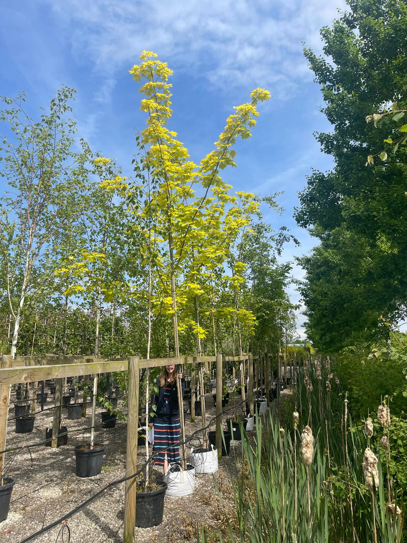 Acer Platanoides Princeton Gold 10cm Girth Pot Grown