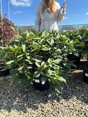 Rhododendron Hybrid Eucharitis 25 Litre Pot 100cm Wide