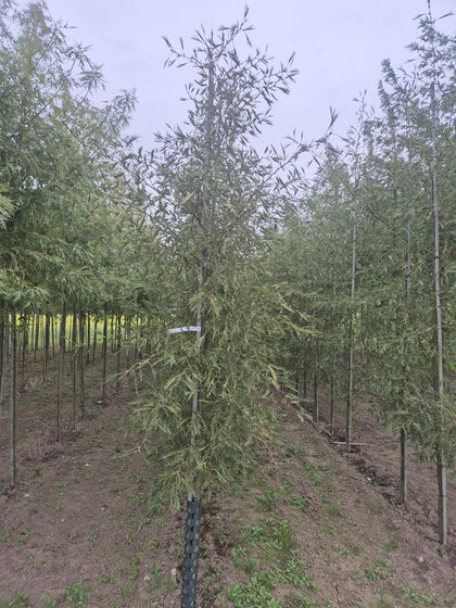 Alnus glutinosa Imperialis 8/10cm Girth