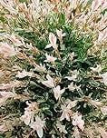 Salix integra Hakuro Nishiki Flamingo 6 Litre Pot 100cm Stem