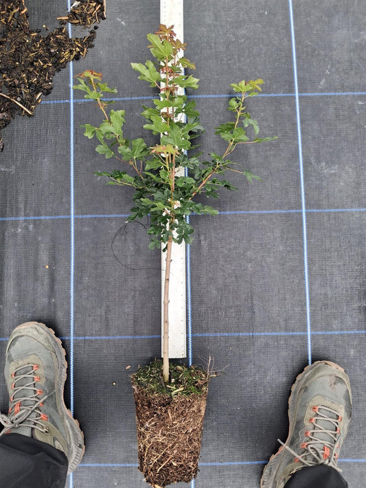 Field Maple Hedging 2 Litre Pot 60-80cm