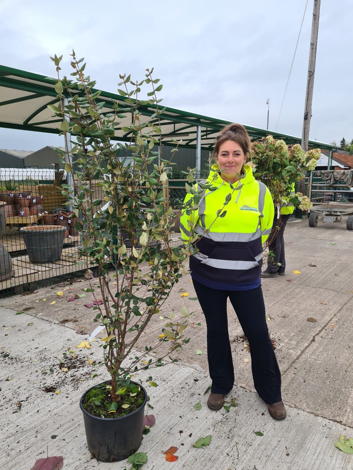 Viburnum Burkwoodii 20 Litre Pot 150/175cm