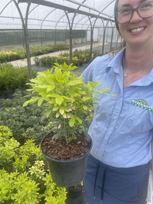 Choisya Ternata Sundance 3 Litre Pot