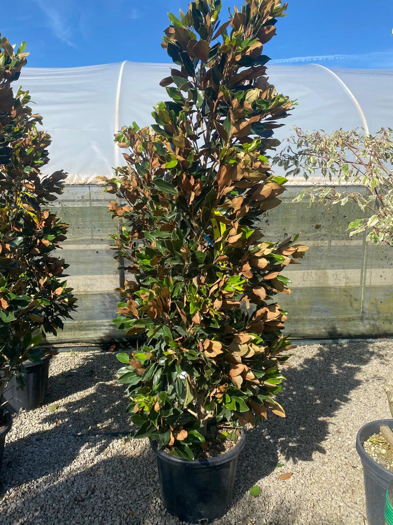 Magnolia G. Little Gem 35 Litre Pot 170cm+
