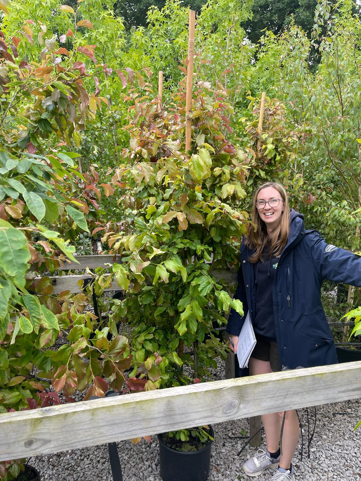 Parrotia Persica Vanessa 20 Litre Pot 175/200cm
