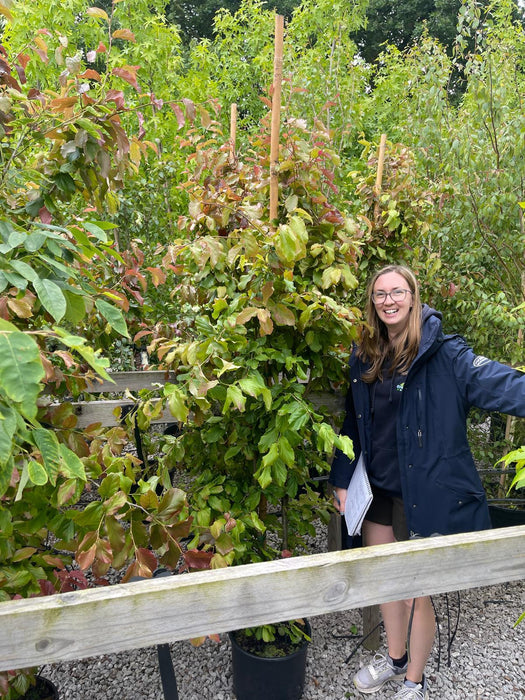 Parrotia Persica Vanessa 20 Litre Pot 175/200cm