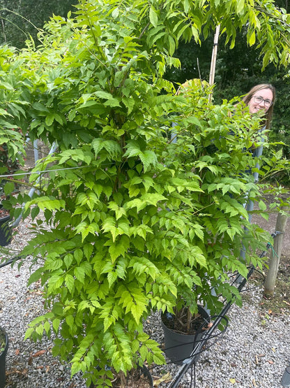 Campsis tag. Mme Galen 12 Litre 150/175cm