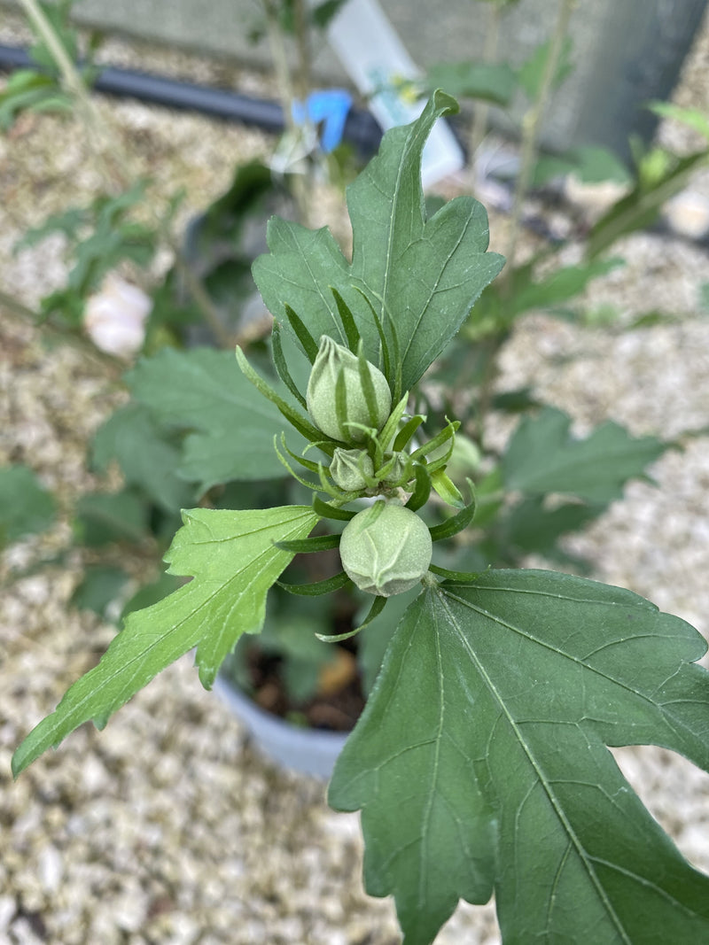 Hibiscus Pinky Spot 4.5 Litre Pot
