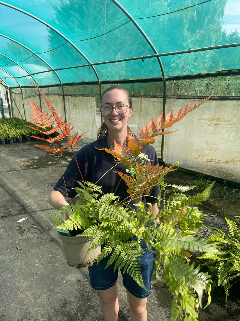 Dryopteris Erythrosora 2 Litre Pot