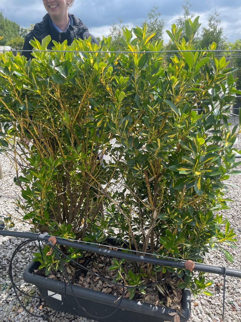 Euonymus Aureopictus Instant Trough 100cm Long 80cm Tall