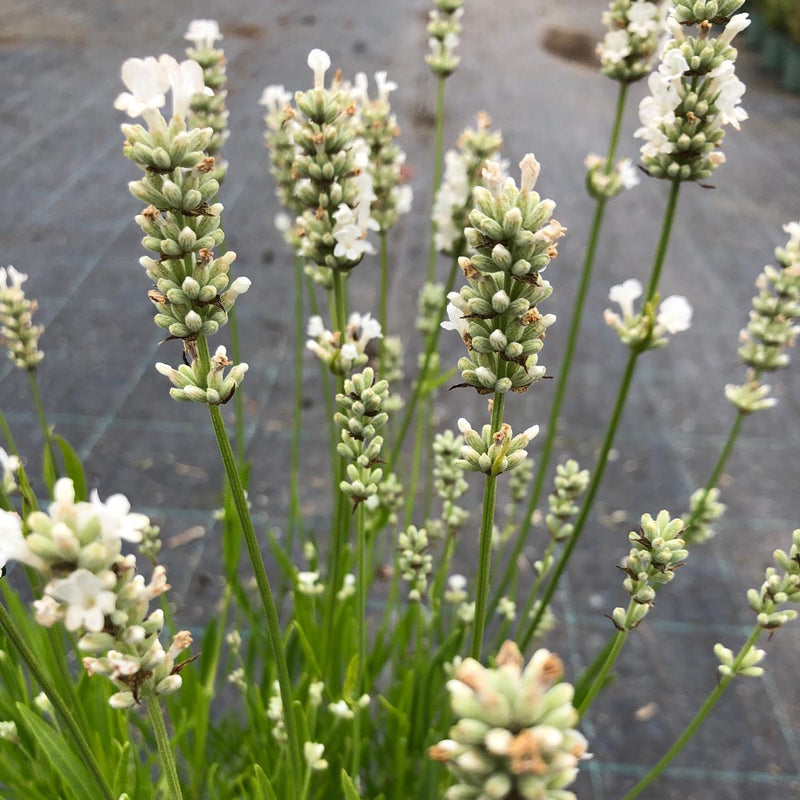 Lavender Angustifolia White 1.5 Litre Pot