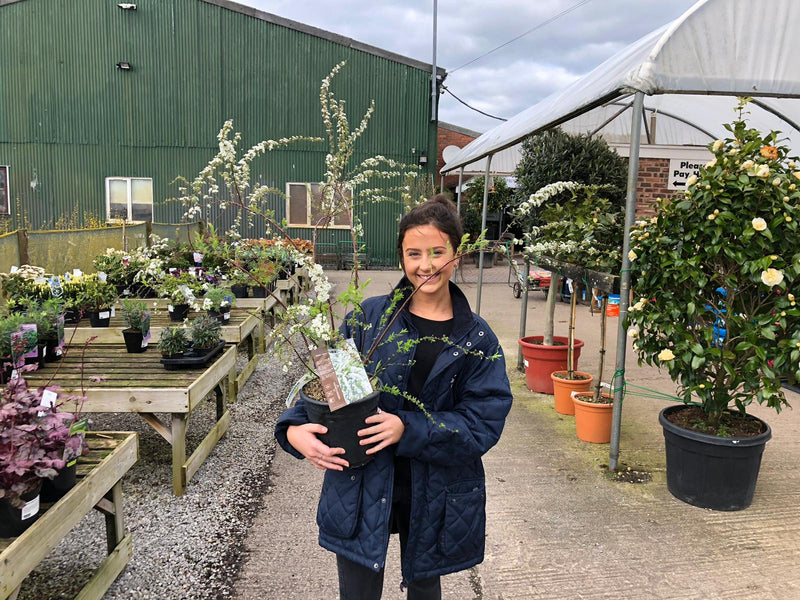 Spiraea Arguta 10 Litre Pot