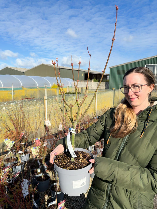 Acer Shirasawanum Jordan 5 Litre Pot