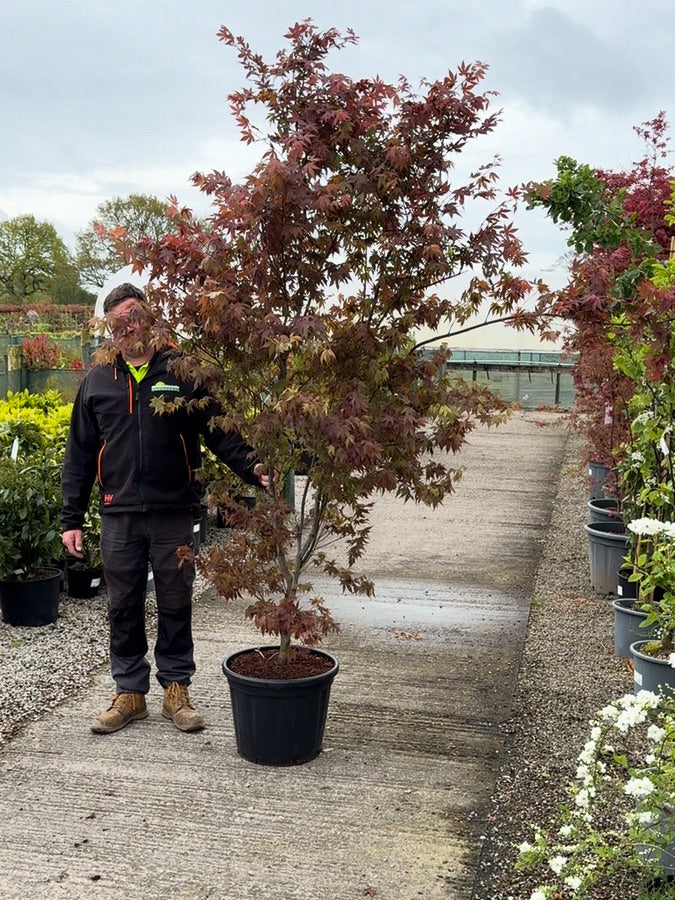 Acer palmatum Moonfire 40 Litre Pot