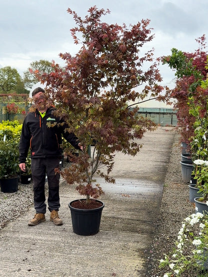 Acer palmatum Moonfire 40 Litre Pot