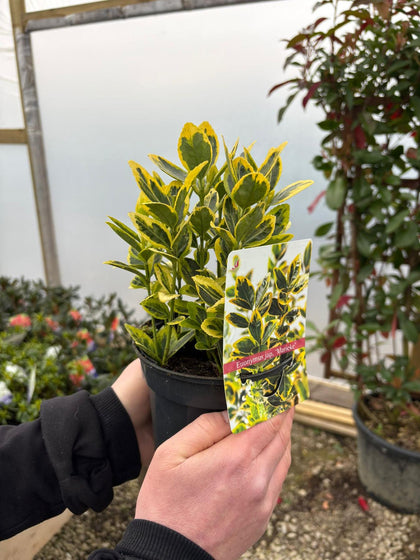 Euonymus Japonicus Marieke 13cm Pot