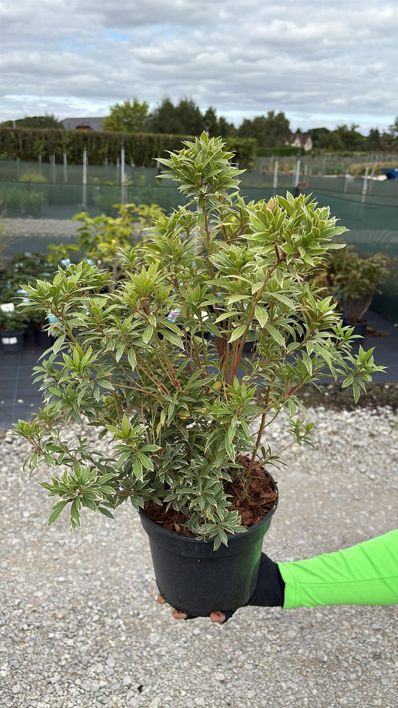 Pieris Japonica Flaming Silver 3.5 Litre Pot