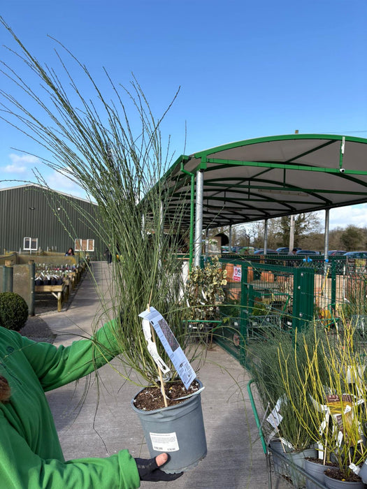 Cytisus Moyclare Pink 4.5 Litre Pot