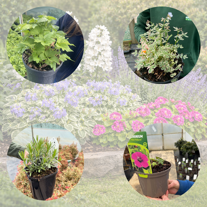 Perennial Plants Butterfly & Bee Border Pack (12 Plants)